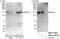 DNA polymerase alpha catalytic subunit antibody, NBP1-47256, Novus Biologicals, Western Blot image 