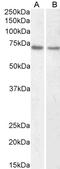 Lamin B1 antibody, LS-B11184, Lifespan Biosciences, Western Blot image 