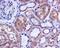 Histone Deacetylase 6 antibody, ab133493, Abcam, Immunohistochemistry paraffin image 