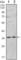 Protein Phosphatase 1 Catalytic Subunit Alpha antibody, abx011881, Abbexa, Western Blot image 