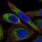 Zinc Finger Protein 467 antibody, HPA042907, Atlas Antibodies, Immunofluorescence image 