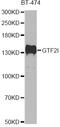 General Transcription Factor IIi antibody, STJ110207, St John