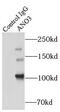 Anoctamin 3 antibody, FNab00443, FineTest, Immunoprecipitation image 