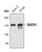 BRCA1 Interacting Protein C-Terminal Helicase 1 antibody, PA5-17138, Invitrogen Antibodies, Western Blot image 