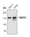 BRCA1 Interacting Protein C-Terminal Helicase 1 antibody, PA5-17138, Invitrogen Antibodies, Western Blot image 