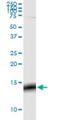 G Protein Subunit Gamma 3 antibody, H00002785-M01, Novus Biologicals, Western Blot image 