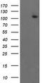 ERCC Excision Repair 4, Endonuclease Catalytic Subunit antibody, CF503341, Origene, Western Blot image 