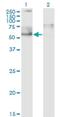 IKAROS Family Zinc Finger 5 antibody, H00064376-M01, Novus Biologicals, Western Blot image 