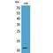 C-C motif chemokine 8 antibody, LS-C387060, Lifespan Biosciences, Western Blot image 