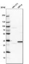 Pirin antibody, HPA000697, Atlas Antibodies, Western Blot image 