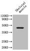 CD46 Molecule antibody, A53651-100, Epigentek, Western Blot image 