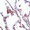 Transmembrane Protein 184B antibody, orb75396, Biorbyt, Immunohistochemistry paraffin image 