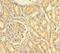 Fer3 Like BHLH Transcription Factor antibody, LS-C397881, Lifespan Biosciences, Immunohistochemistry paraffin image 