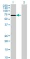 Clathrin Heavy Chain Linker Domain Containing 1 antibody, H00130162-B01P, Novus Biologicals, Western Blot image 