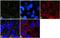 Caveolin 2 antibody, GTX23417, GeneTex, Immunocytochemistry image 