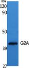 G Protein-Coupled Receptor 132 antibody, A07182, Boster Biological Technology, Western Blot image 