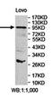 Nadrin antibody, orb78398, Biorbyt, Western Blot image 