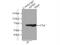 Apoptosis Inducing Factor Mitochondria Associated 1 antibody, 17984-1-AP, Proteintech Group, Immunoprecipitation image 