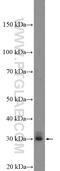 Enkurin, TRPC Channel Interacting Protein antibody, 26440-1-AP, Proteintech Group, Western Blot image 