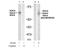 Histone Deacetylase 4 antibody, AP08035PU-N, Origene, Western Blot image 
