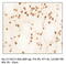 Huntingtin antibody, AB0080-200, SICGEN, Immunohistochemistry frozen image 