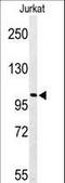 Pleckstrin Homology, MyTH4 And FERM Domain Containing H2 antibody, LS-C163749, Lifespan Biosciences, Western Blot image 