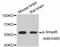 SMAD Family Member 5 antibody, STJ113510, St John