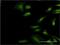 Eukaryotic Translation Initiation Factor 3 Subunit I antibody, H00008668-M01, Novus Biologicals, Immunocytochemistry image 