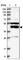 P2Y Receptor Family Member 10 antibody, HPA036757, Atlas Antibodies, Western Blot image 