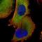 Apolipoprotein A4 antibody, NBP1-86179, Novus Biologicals, Immunocytochemistry image 