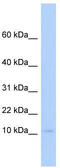 Placenta Associated 9 antibody, TA342546, Origene, Western Blot image 