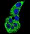 Actin Gamma 1 antibody, LS-B11095, Lifespan Biosciences, Immunofluorescence image 