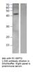 Septin 2 antibody, MBS540663, MyBioSource, Western Blot image 