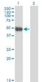 Antizyme Inhibitor 1 antibody, H00051582-M01, Novus Biologicals, Western Blot image 