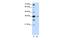 DAZ Associated Protein 1 antibody, PA5-41954, Invitrogen Antibodies, Western Blot image 