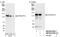 General Transcription Factor IIi antibody, NB100-61053, Novus Biologicals, Western Blot image 