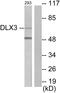 Distal-Less Homeobox 3 antibody, LS-C118694, Lifespan Biosciences, Western Blot image 