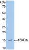 Interleukin 15 antibody, LS-C299425, Lifespan Biosciences, Western Blot image 