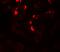 GLIPR1 Like 1 antibody, PA5-72788, Invitrogen Antibodies, Immunofluorescence image 