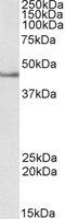 Septin 1 antibody, MBS421263, MyBioSource, Western Blot image 