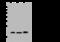 NADH:Ubiquinone Oxidoreductase Subunit B7 antibody, 102526-T40, Sino Biological, Western Blot image 