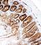 Valosin Containing Protein antibody, PA2137, Boster Biological Technology, Immunohistochemistry frozen image 