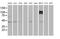 Ubiquitin Specific Peptidase 38 antibody, MA5-24903, Invitrogen Antibodies, Western Blot image 