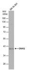 G Protein Subunit Alpha Q antibody, PA5-77989, Invitrogen Antibodies, Western Blot image 