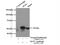 SUFU Negative Regulator Of Hedgehog Signaling antibody, 26759-1-AP, Proteintech Group, Immunoprecipitation image 