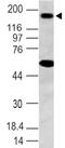 NLR Family Pyrin Domain Containing 3 antibody, MBS668008, MyBioSource, Western Blot image 