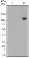 Cbl Proto-Oncogene antibody, ab52855, Abcam, Western Blot image 