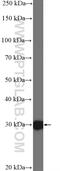 Homeobox protein Hox-C8 antibody, 15448-1-AP, Proteintech Group, Western Blot image 