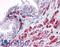 Ankyrin Repeat Domain 54 antibody, LS-B4608, Lifespan Biosciences, Immunohistochemistry frozen image 