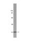 Complement component 1 Q subcomponent-binding protein, mitochondrial antibody, NBP2-29762, Novus Biologicals, Western Blot image 